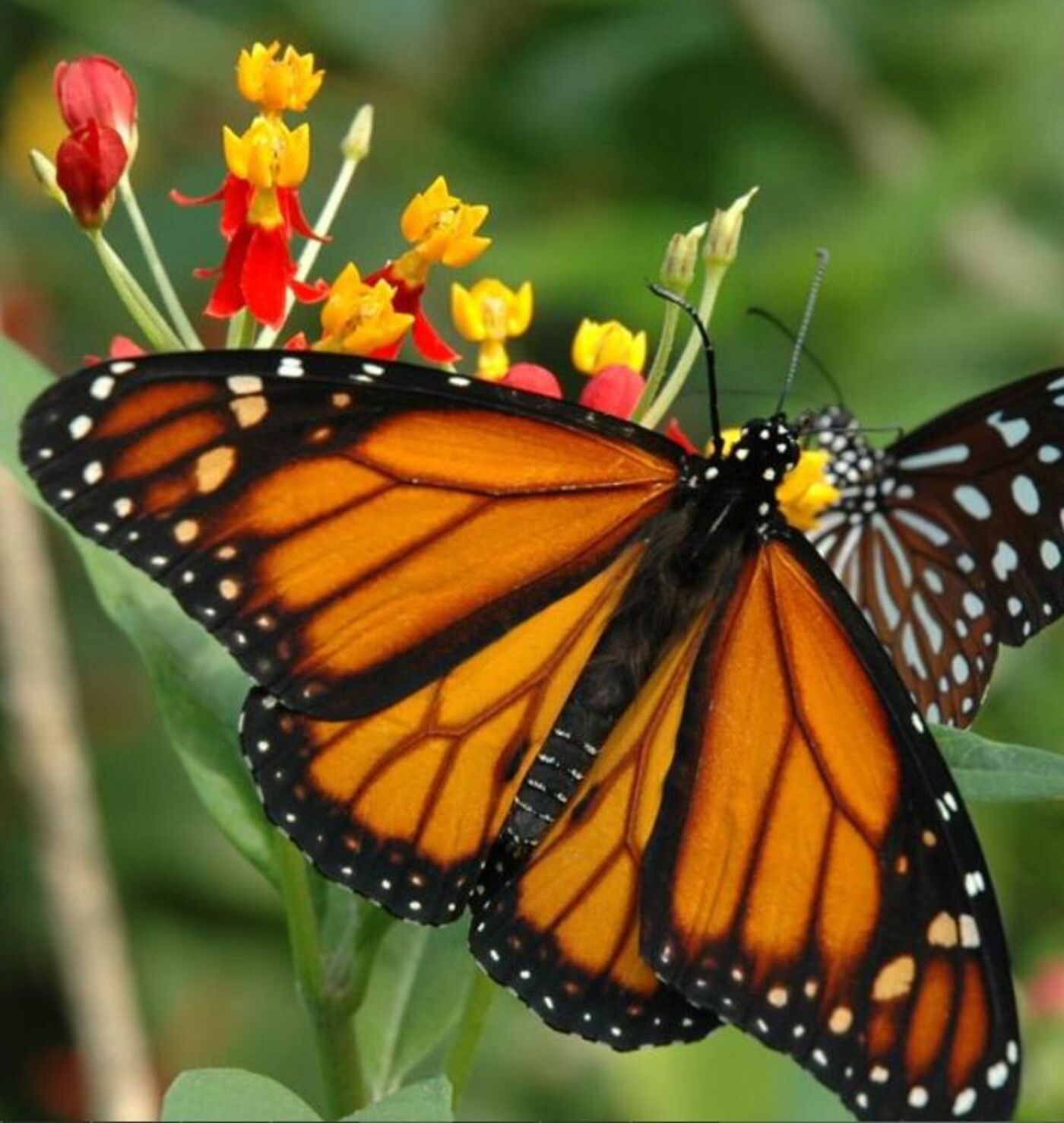 Papiliorama