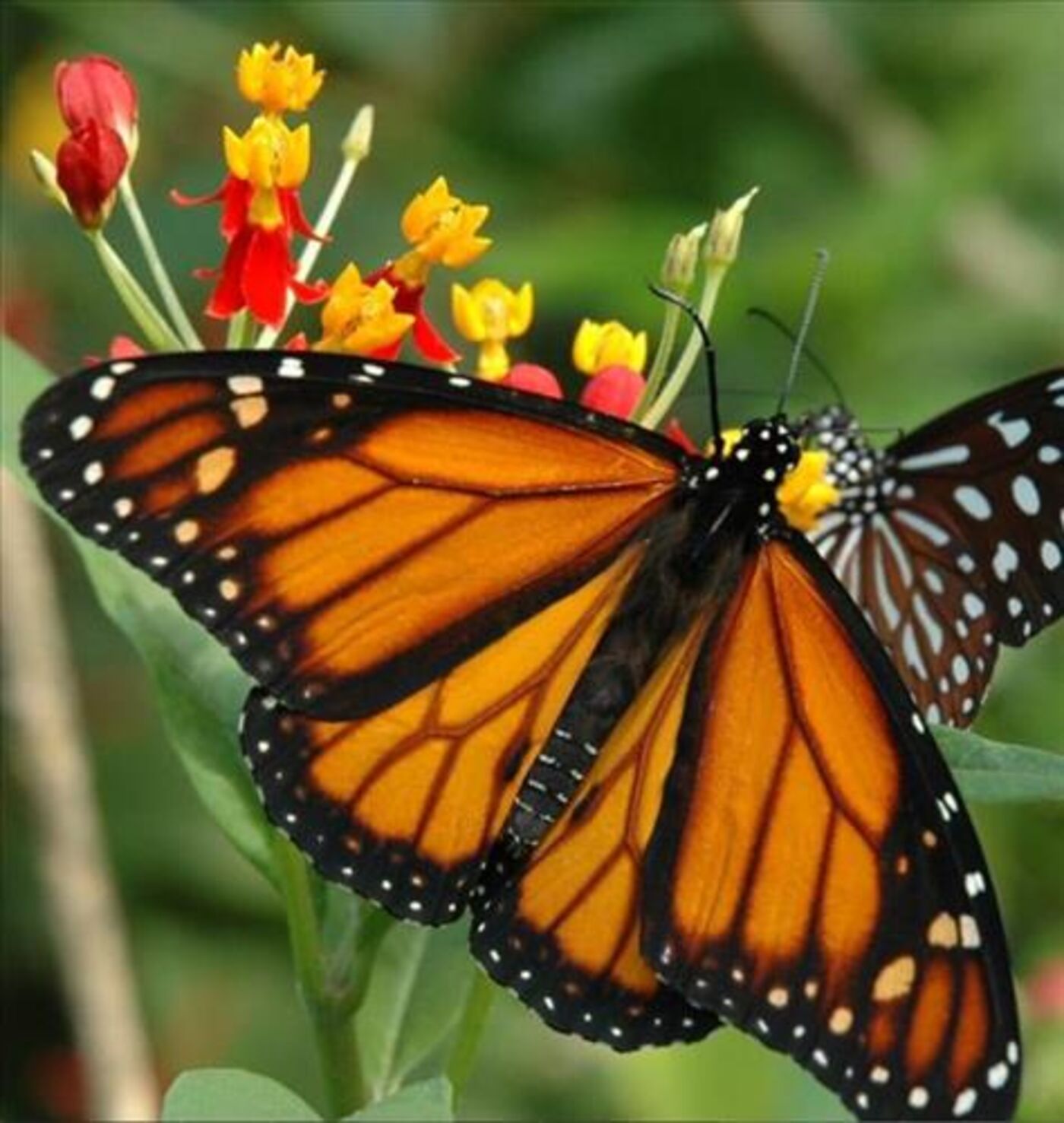 Papiliorama